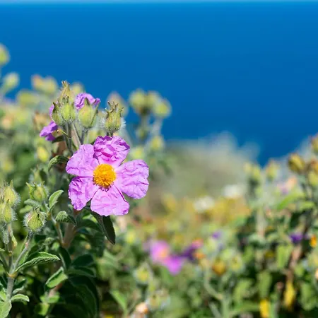 Elicriso Costa Paradiso